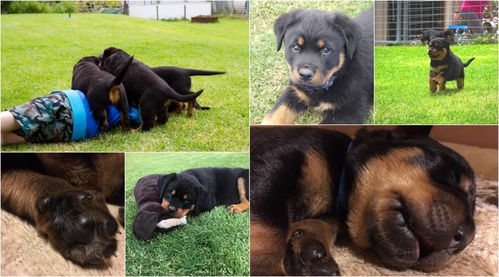 Sollerus Rottweilers, Rottweiler Breeder, Rottweiler Adelaide, Rottweiler Puppies, Rottweiler Breeder Adelaide